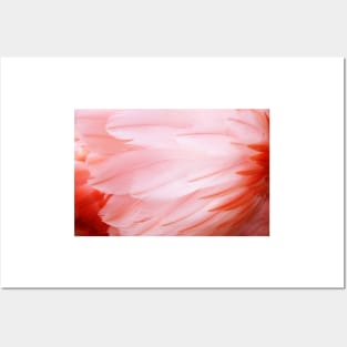 Flamingo Feathers Posters and Art